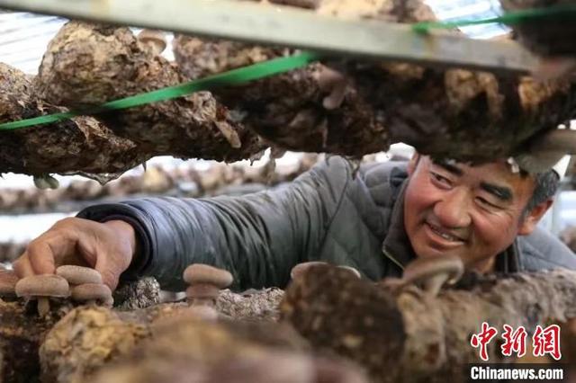 图为村民在大棚里采摘成熟的花菇。柴廷欣 摄
