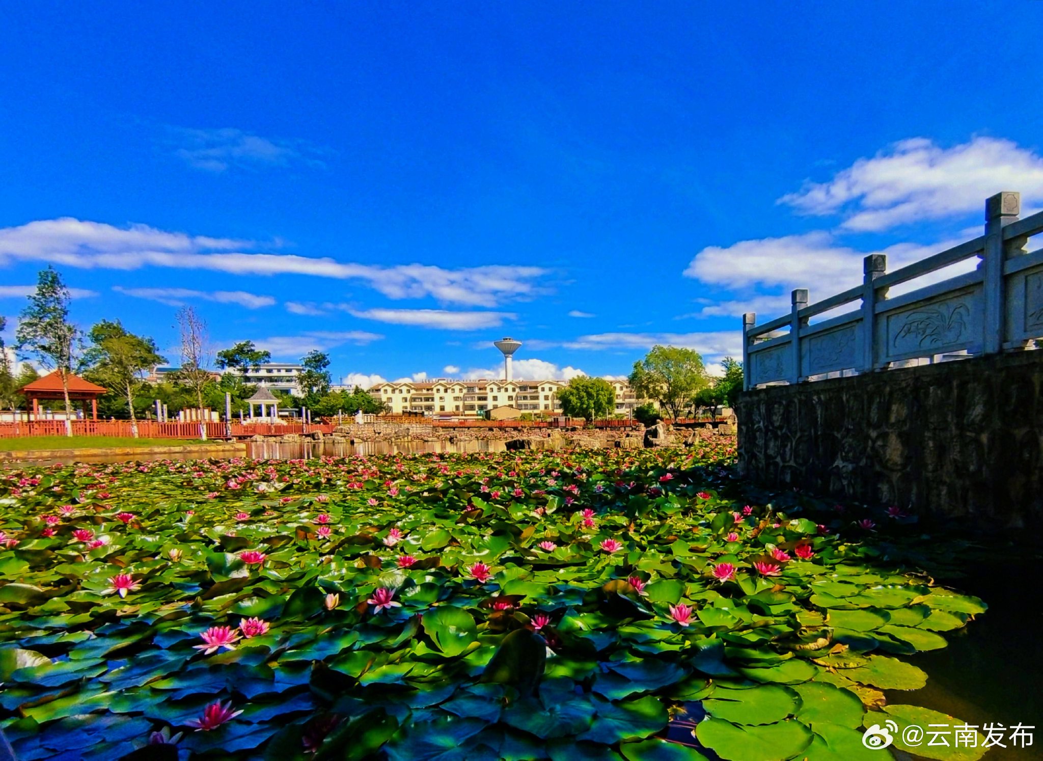 曲靖师宗凤泉湖公园:睡莲绽放 风景别样