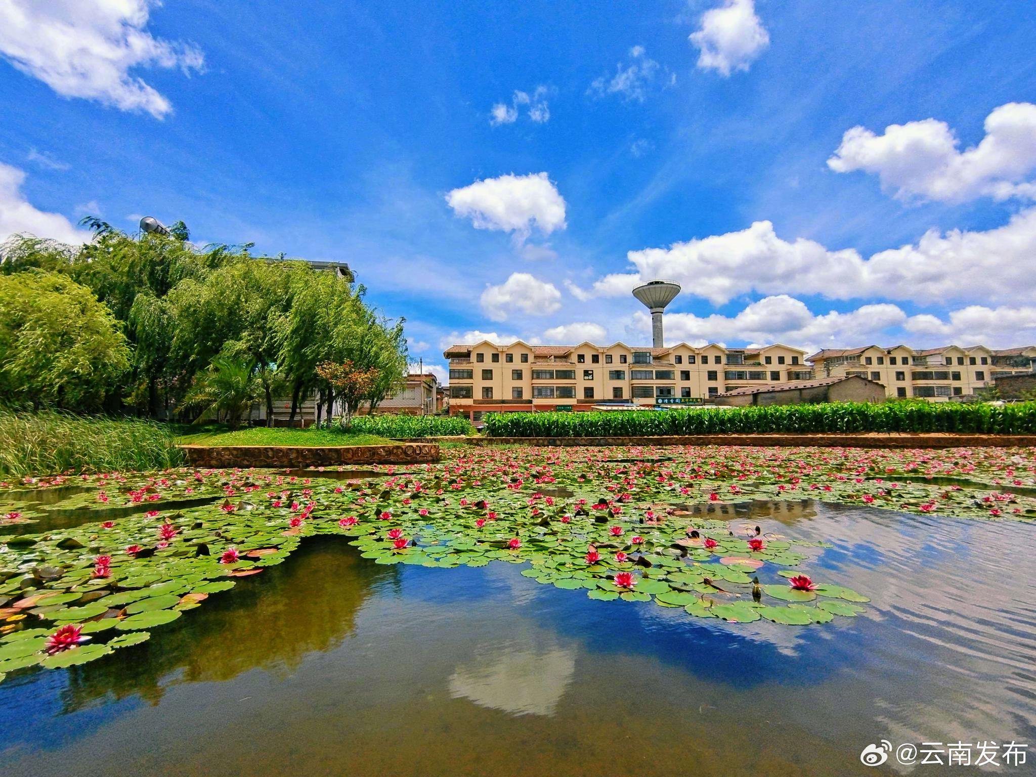 曲靖师宗凤泉湖公园:睡莲绽放 风景别样