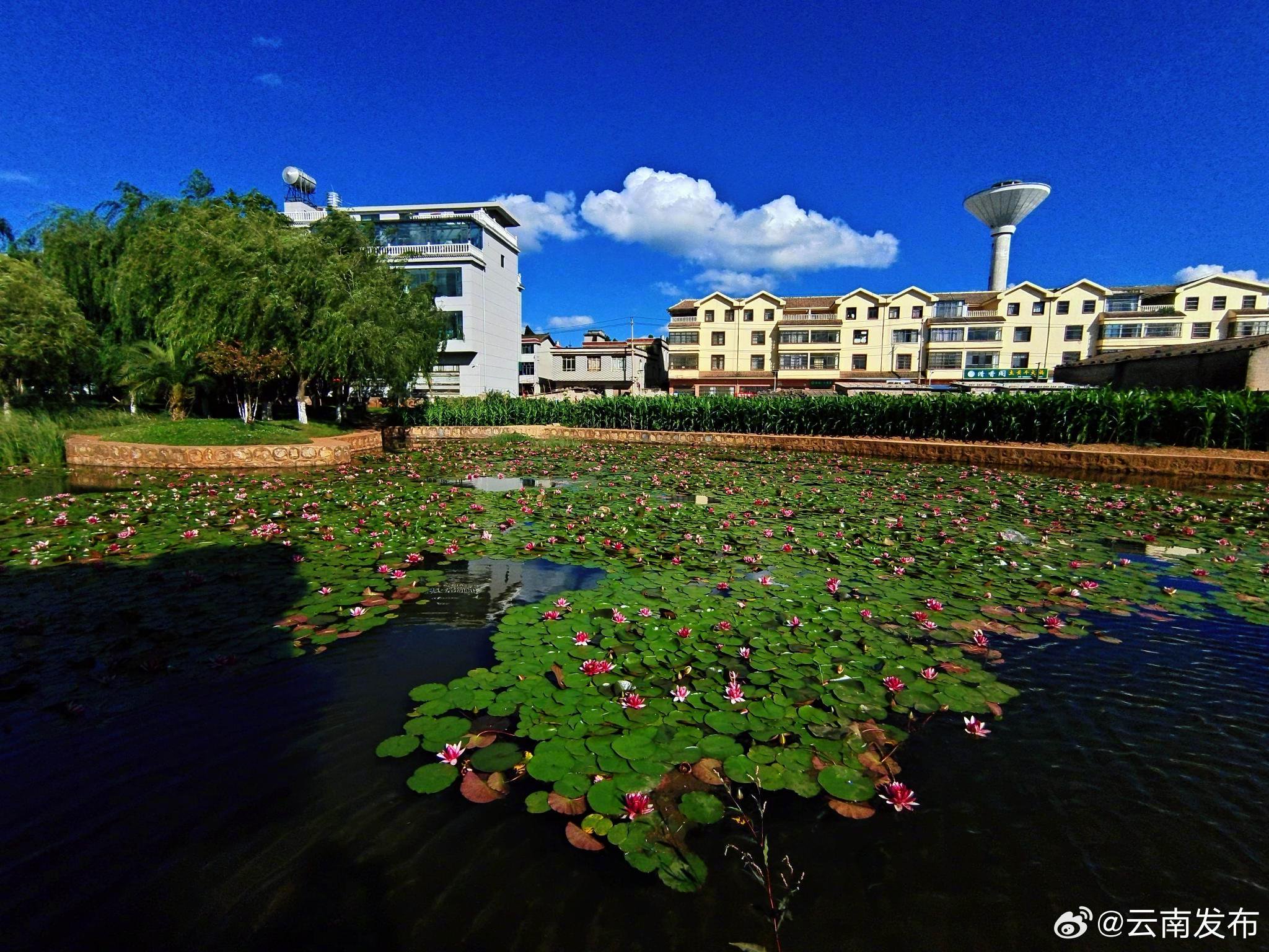 曲靖师宗凤泉湖公园:睡莲绽放 风景别样