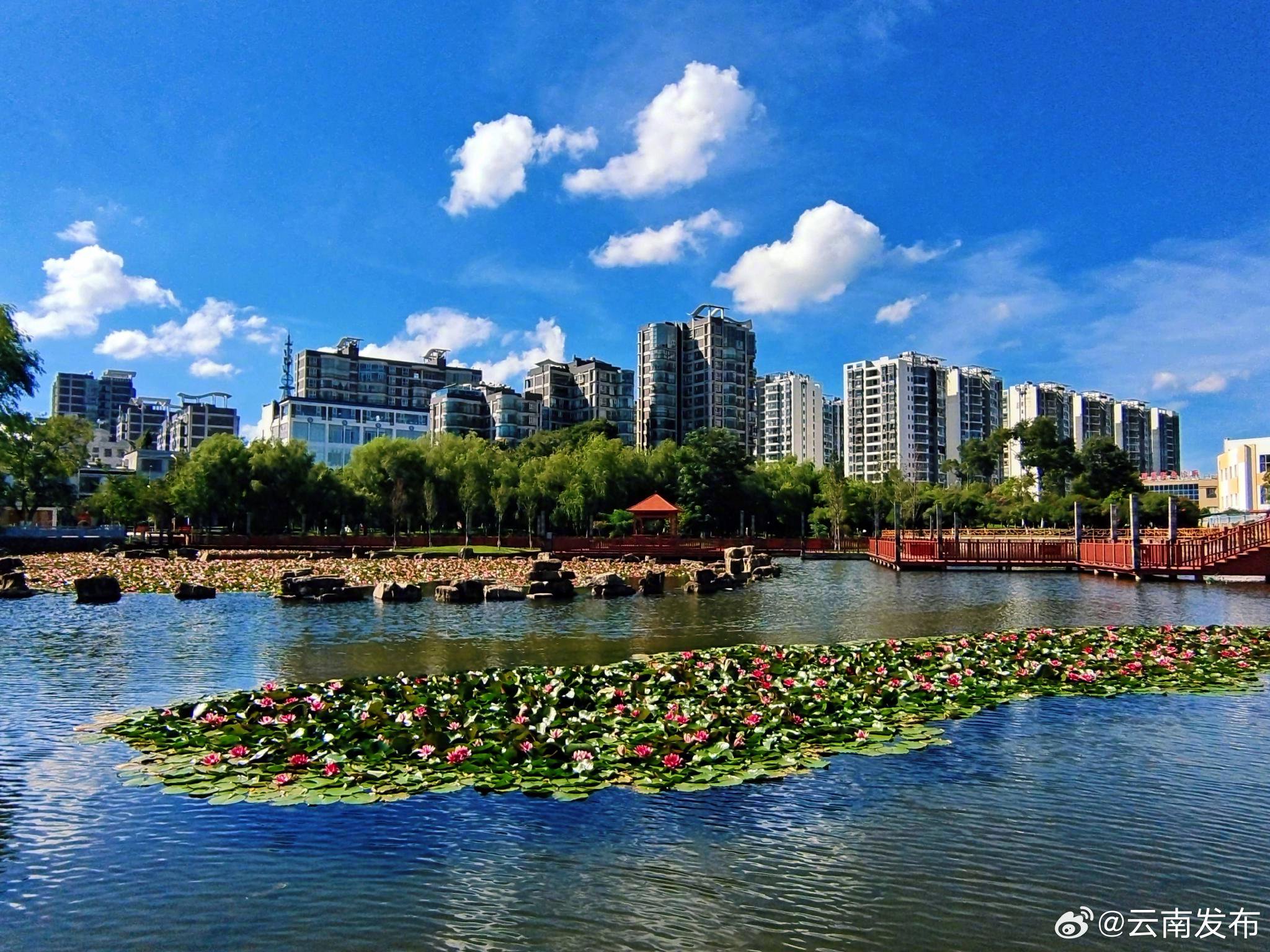 曲靖师宗凤泉湖公园:睡莲绽放 风景别样