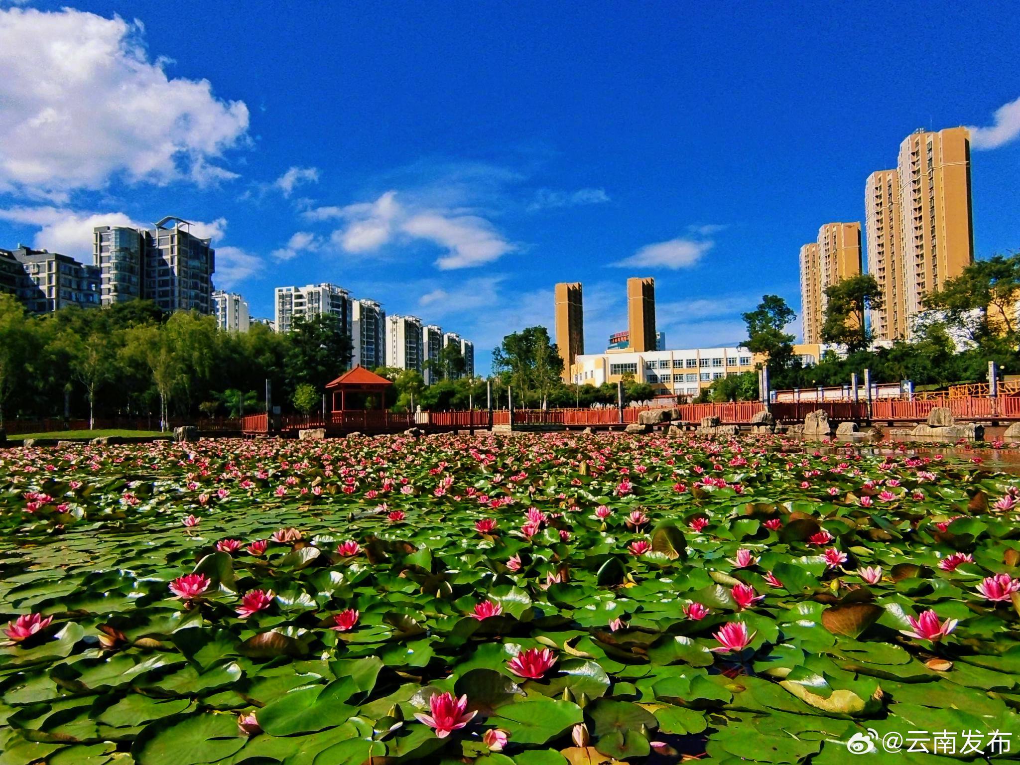 曲靖师宗凤泉湖公园:睡莲绽放 风景别样