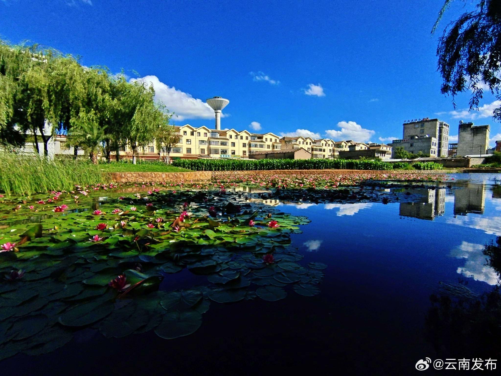 曲靖师宗凤泉湖公园:睡莲绽放 风景别样