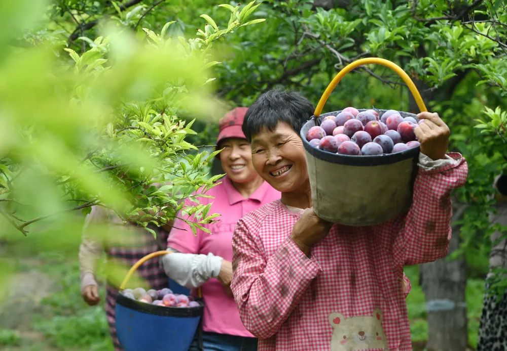 7月7日,河北省晋州市总十庄镇庄合寨村的农民在将采摘的李子运出