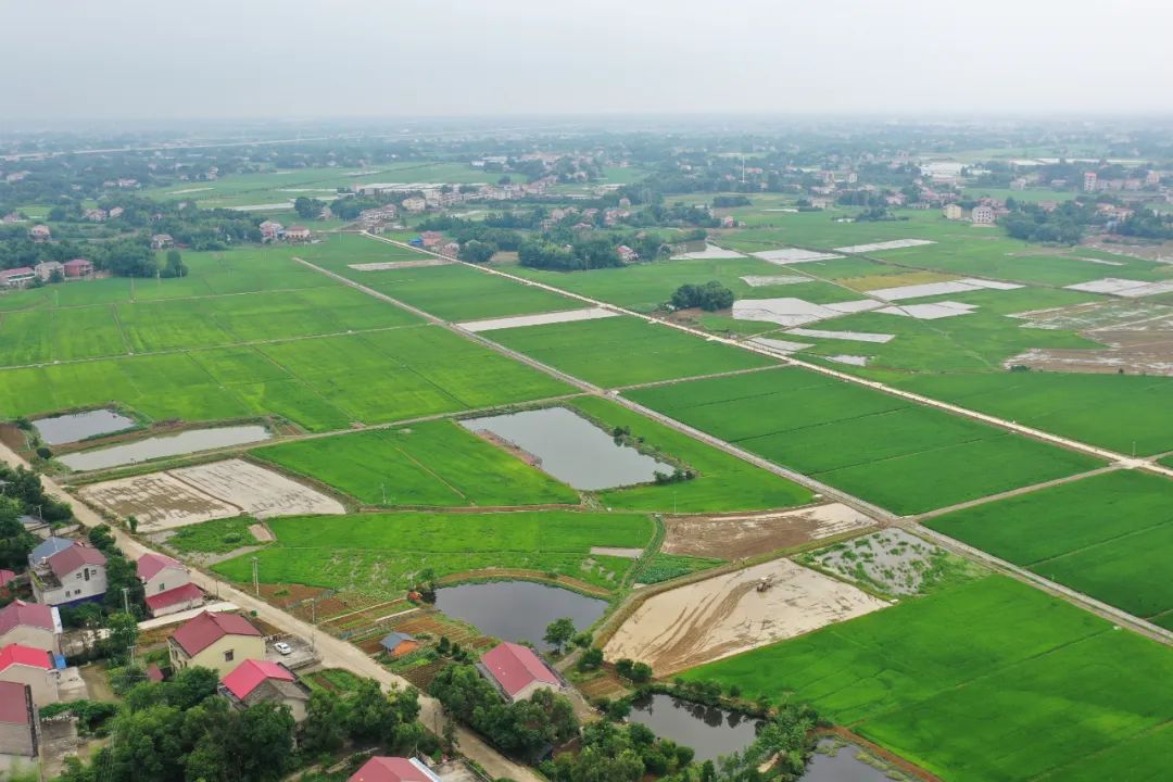 湖南省益阳市资阳区长春镇打伞树村种粮大户钟育贤是一名从事种粮多年
