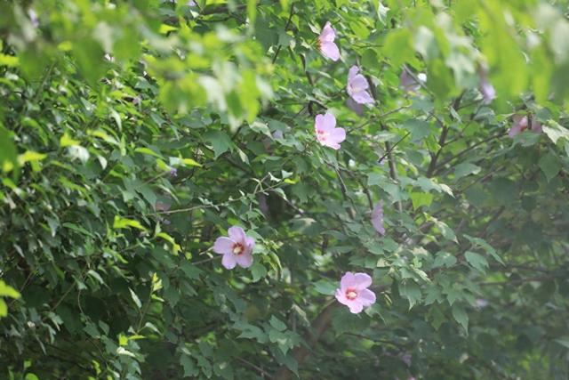 西安高新区木槿花开 "温柔一夏"