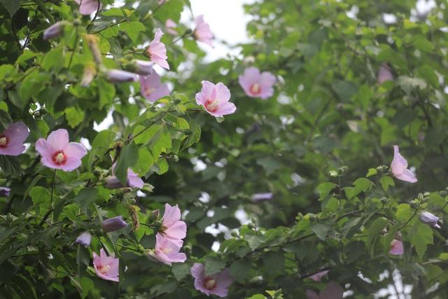 西安高新区木槿花开 "温柔一夏"