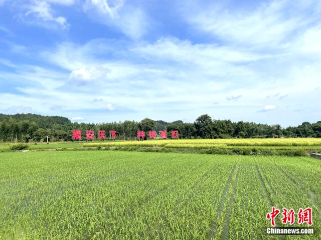 建宁县杂交水稻制种基地.袁秀月 摄