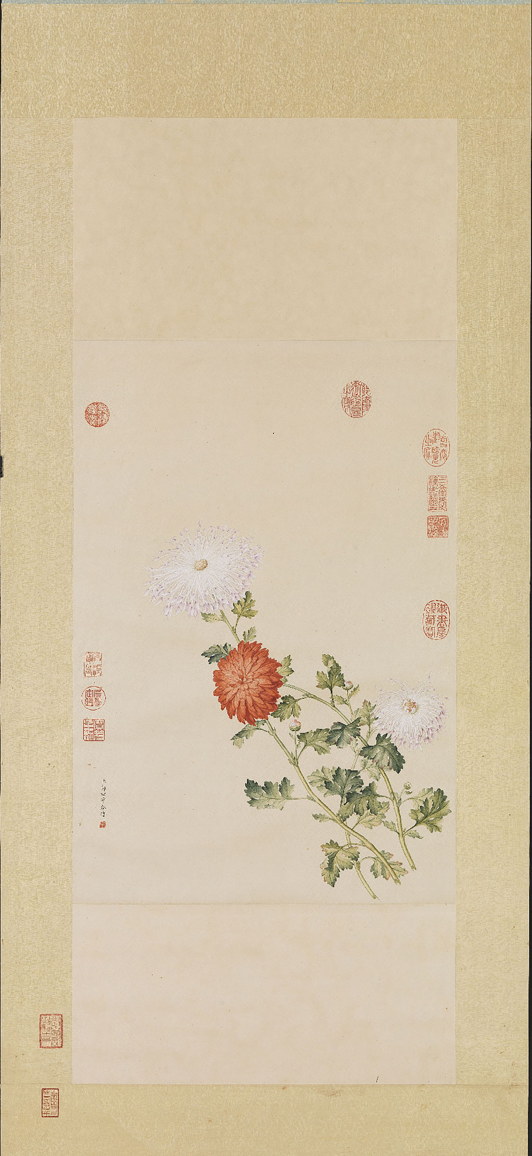 当时善画花卉的宫廷画家都曾以洋菊为题,纪录这些形状独特的菊花.