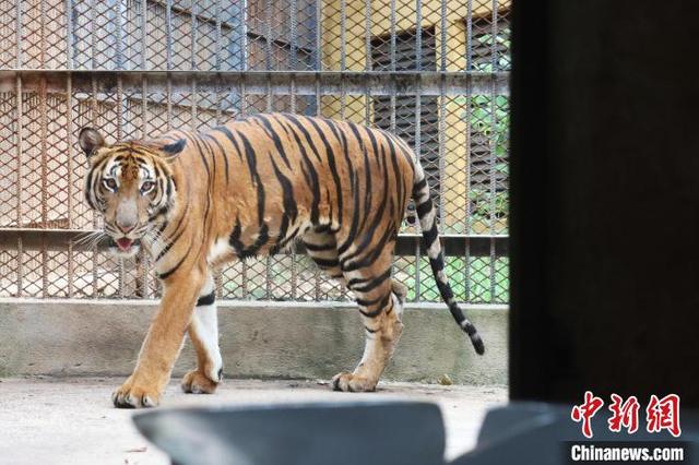 "南昌动物园猛兽班华