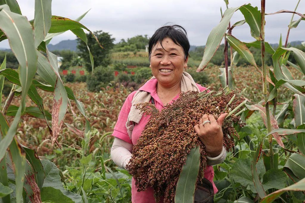 宜宾长宁4万亩订单高粱开镰收割