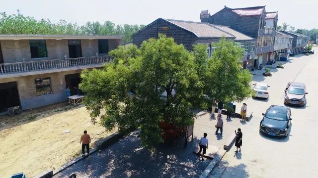 凭颜值成网红的流苏树99家庭住址:庐江县冶父山镇田埠村毕庄99