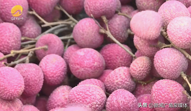 永春岵山:荔枝飘香采收忙 量多质好受青睐|泉州市_新浪财经_新浪网