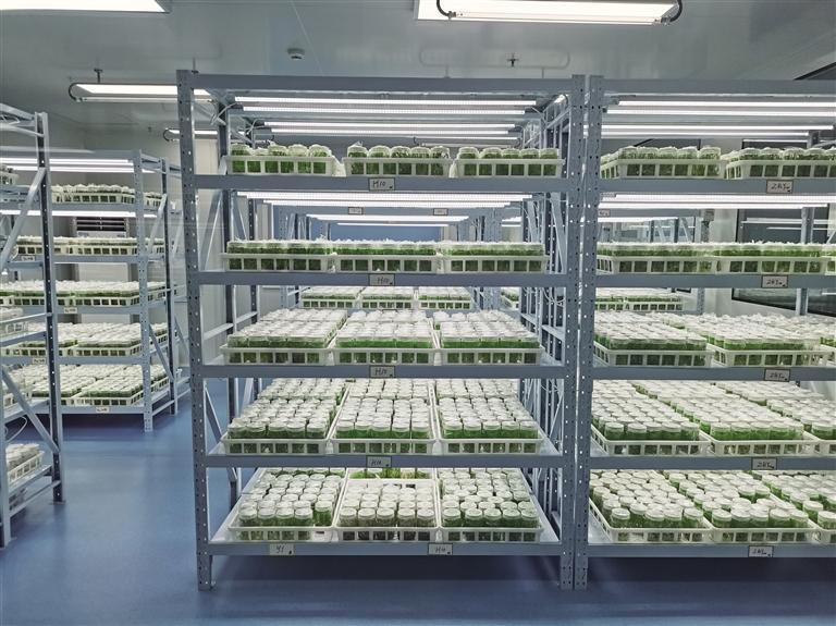 亚盛集团百合组培室