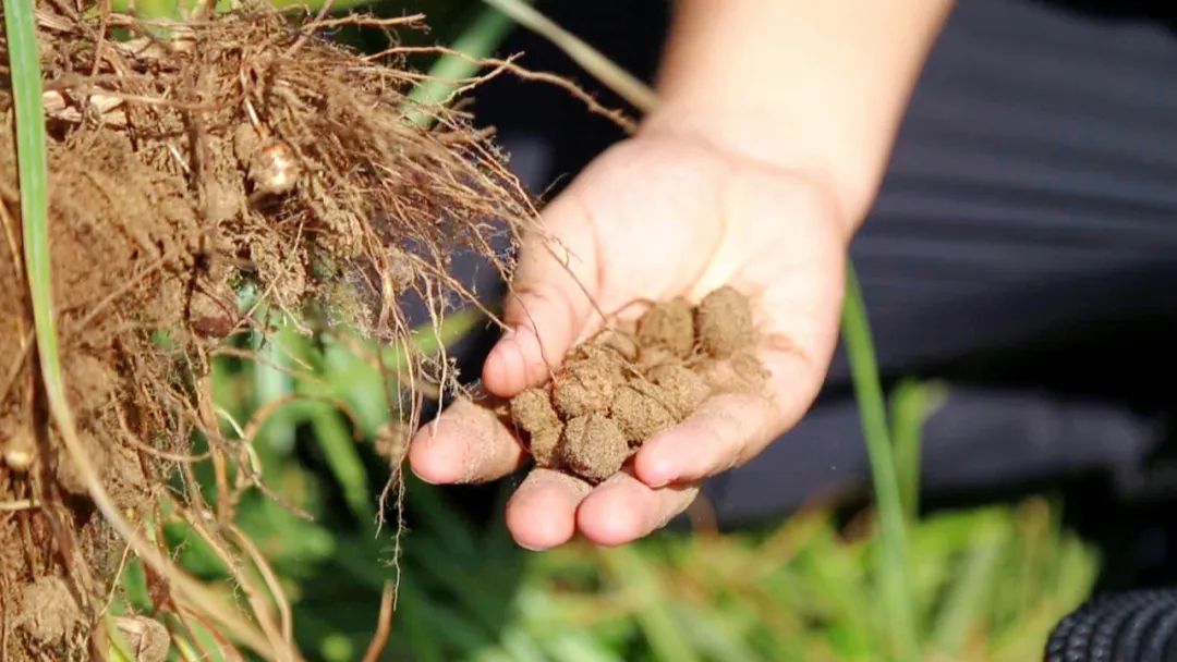 央媒看兵团 | 种植油莎豆 沙漠变绿洲