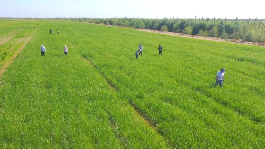 央媒看兵团 | 种植油莎豆 沙漠变绿洲