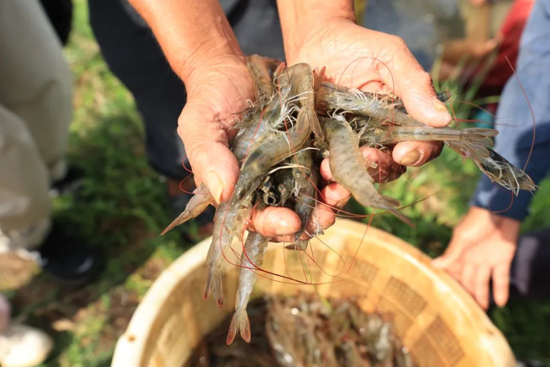 自媒体热点>正文> 2021年,为了提高虾滑品质,保障虾滑产品的稳定供应
