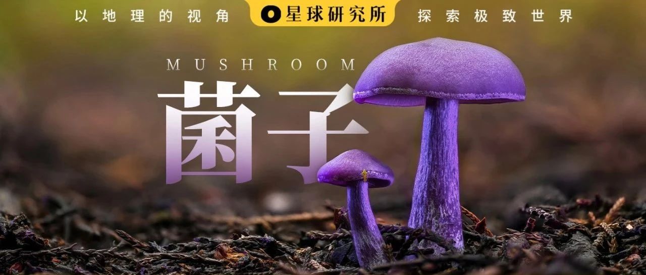 云南不能没有菌子!|云南|菌子|摄影师_新浪新闻