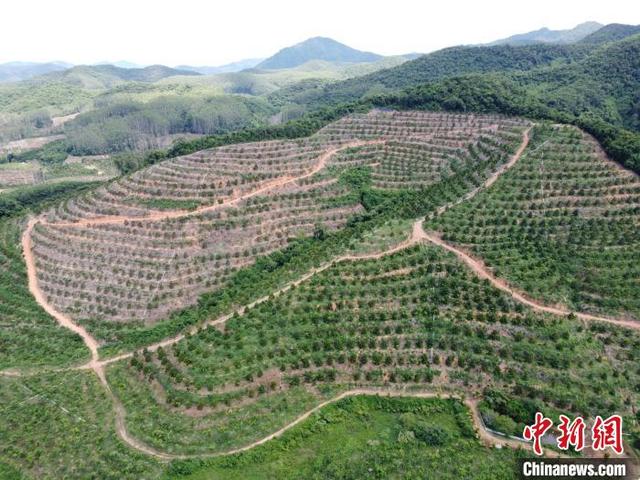 7月9日拍摄的海南省东方市江边乡榴莲谷基地.