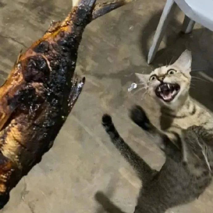 趁猫睡觉时,在外面烤鱼吃,结果被猫发现后,猫都变了!|猫_新浪新闻