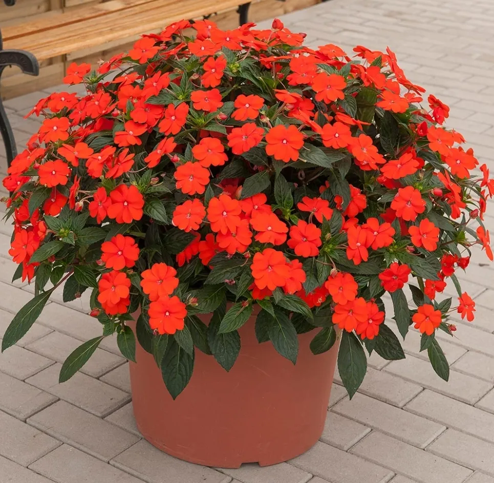 极耐热耐潮湿的桑蓓斯超级凤仙,耐雨淋,晒焦也能恢复|凤仙花|养护