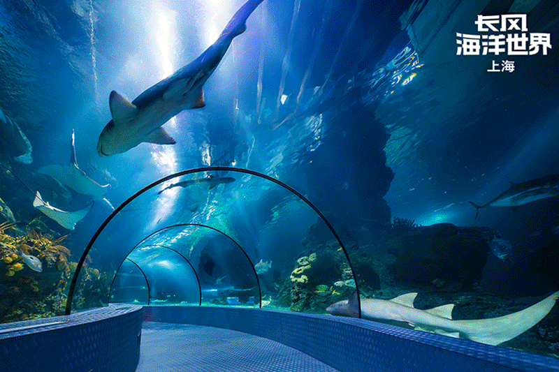 上海文旅局推暑期观光卡：199元起玩转上海，8条路线推荐