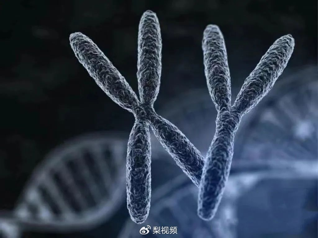 探秘超雄综合征:男性染色体异常引发热议|胎儿|长庚|攻击性|医院|多一_新浪新闻