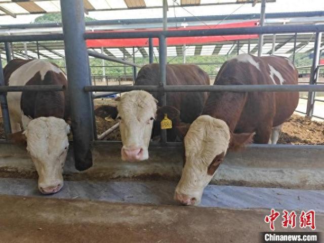 图为养殖场中戴着智慧耳标的肉牛。中新网记者 韩帅南 摄