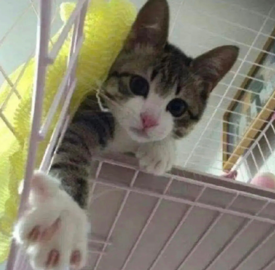 无字抽象小猫表情包|表情包集锦_新浪新闻