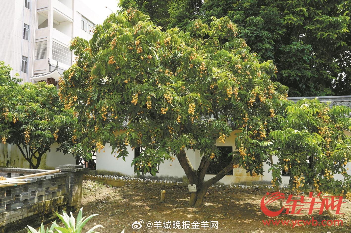 云浮郁南无核黄皮:“小水果”做出“大产业”|黄皮|郁南|云浮_新浪新闻