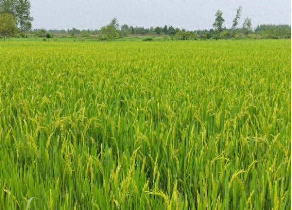 绿色的稻田.(罗山县子路镇人民政府供图)