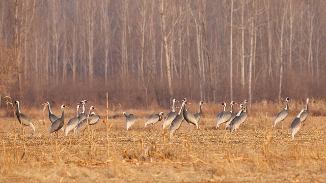 图：国家一级保护动物白枕鹤正在北京密云近自然森林经营及鸟类栖息地优化项目地停歇觅食