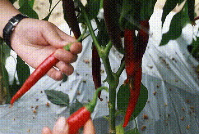 △图据视频号@天府郫都