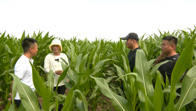 开鲁县农业技术推广中心主任左明湖(左二)在田间技术指导.吴月丽摄
