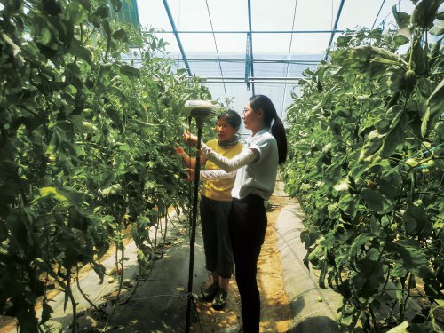 　　高级农艺师祝宁（右）指导银黄绿色农业生态园番茄新品种日常管理。　农民日报·中国农网记者　李锐　摄