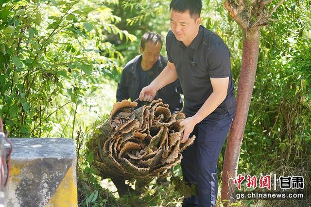 成县王磨镇林口村群众利用农闲时间剥栓皮助增收。 刘建军 摄