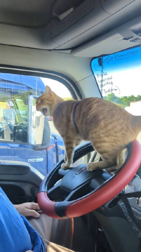 好凶的橘猫,它在车里竟咬司机(Odie the Trucking Cat)|橘猫_新浪新闻