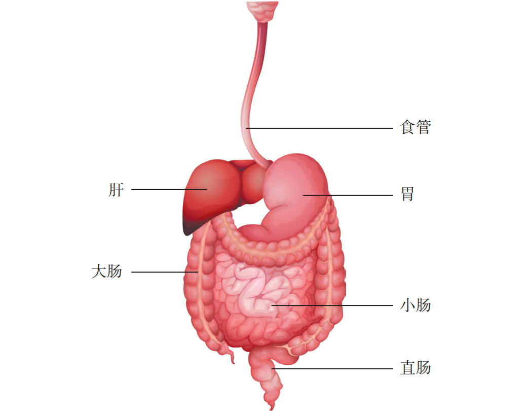 人体消化系统结构.