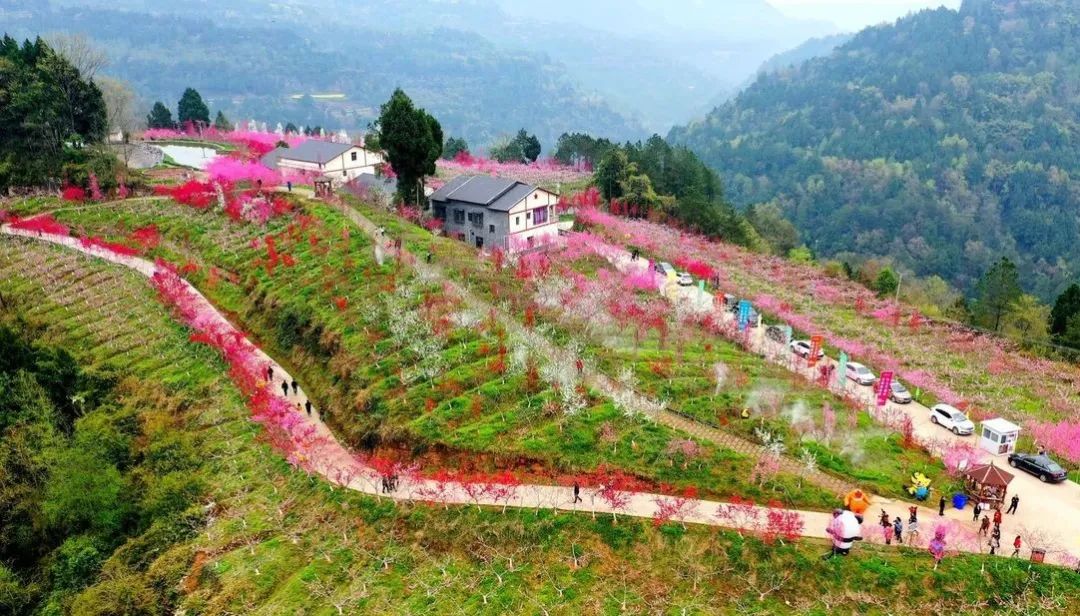 广元苍溪县黄猫垭现代农业示范园区 摄影/高志农川陕红也乘上了新时代