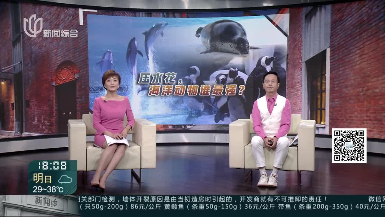 上海海昌海洋公园:动物明星全员出击 上演"花式跳水"
