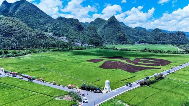贵州兴义:万峰林青山苍翠 稻田"纳福"引游人