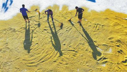 图为8月7日,江阳区方山镇熊坝村村民在晒场晾晒水稻.