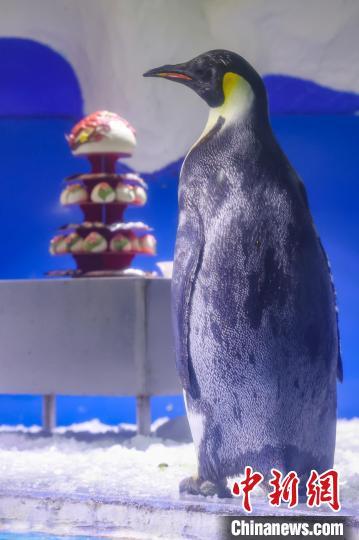 南京海底世界帝企鹅庆"88岁"大寿品"鹅"府家宴