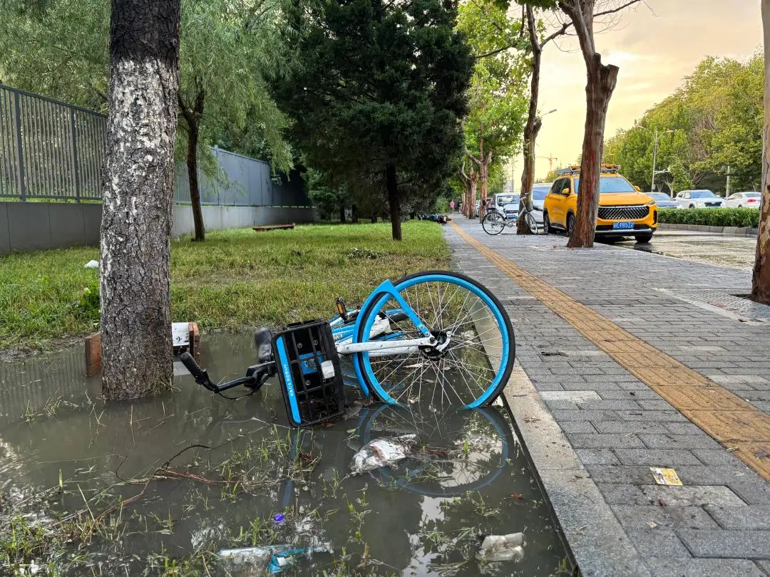 8月10日下午，通州区九棵树西路，路旁的绿化带内仍有较多积水，一辆共享单车倒在积水里。