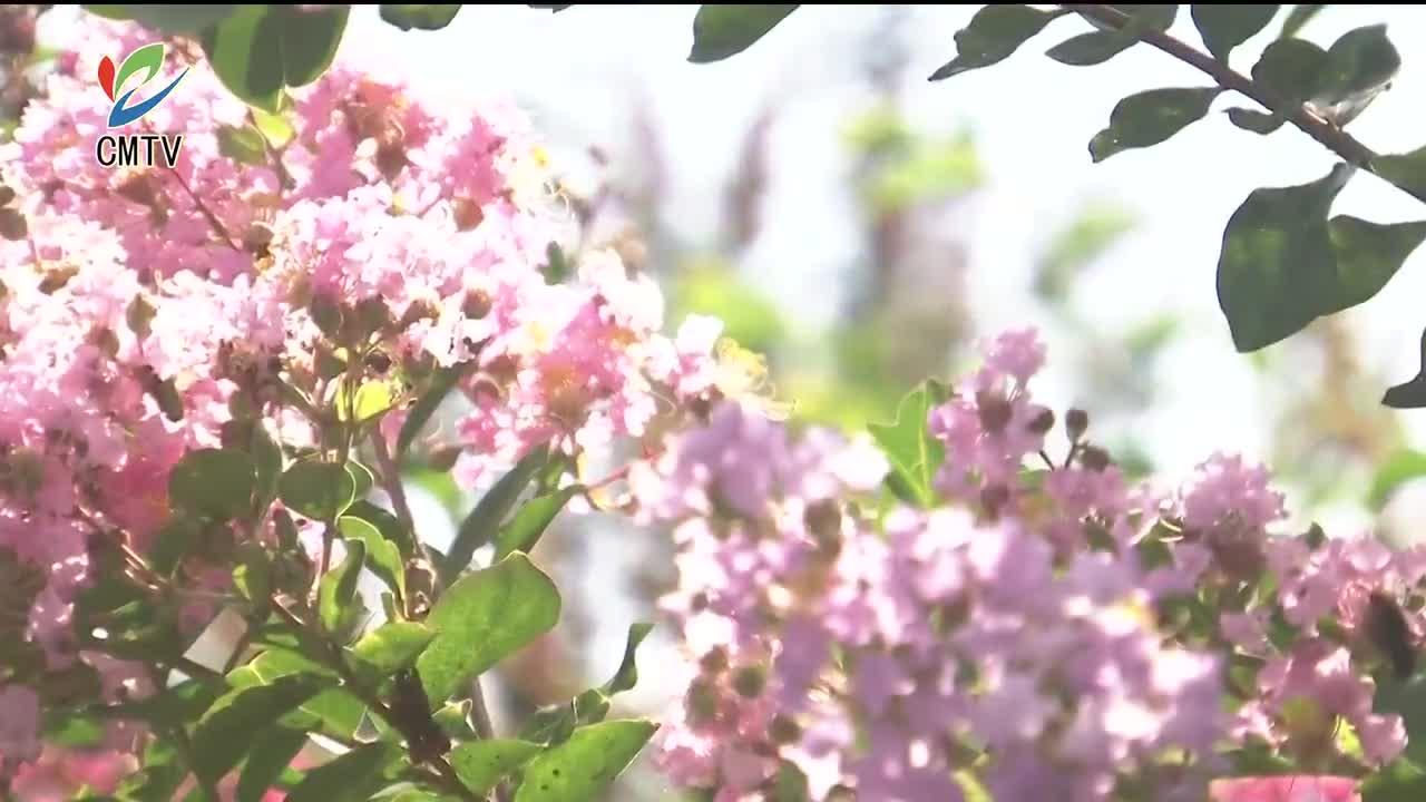 紫薇花开百日红 烂漫满园邀您赏