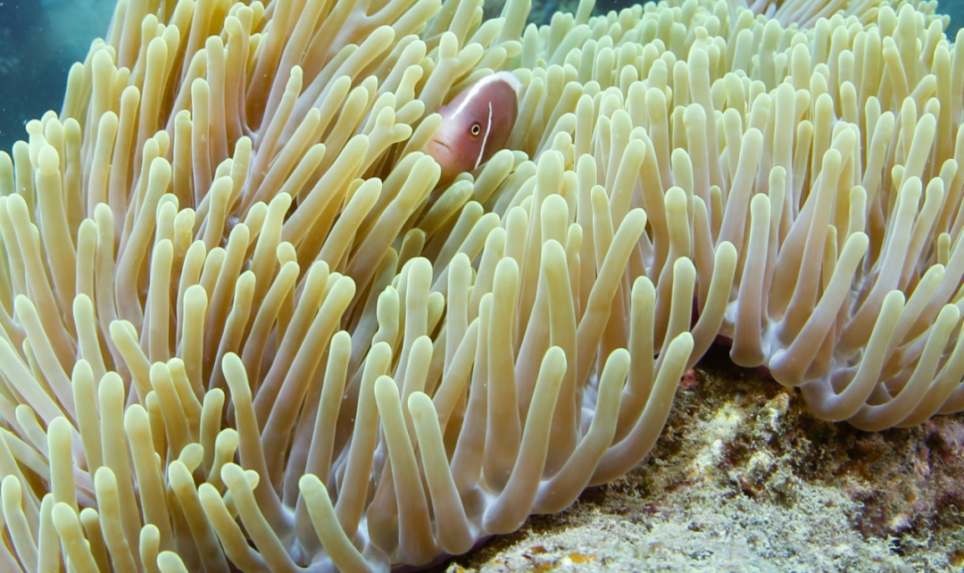 这是在蜈支洲岛海域海洋牧场拍摄的海葵和小丑鱼(2024年5月17日摄).