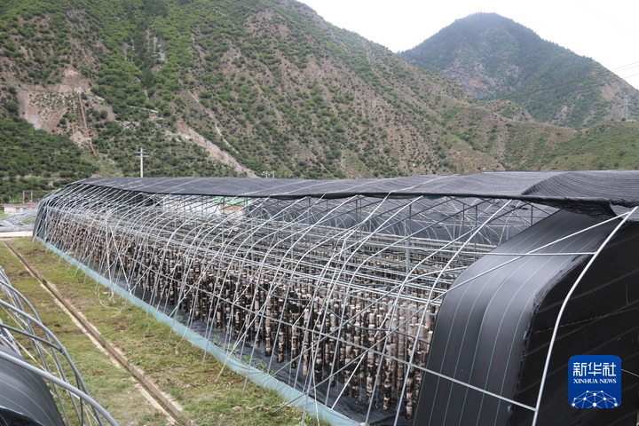 走进尼傲乡黑木耳种植基地,一眼望去有吊袋棚,地栽棚,晾晒棚和菌棒