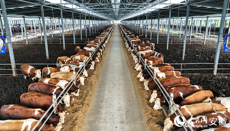 利辛县阚疃镇茆庙村,昊东绿色农业现代化肉牛养殖厂.