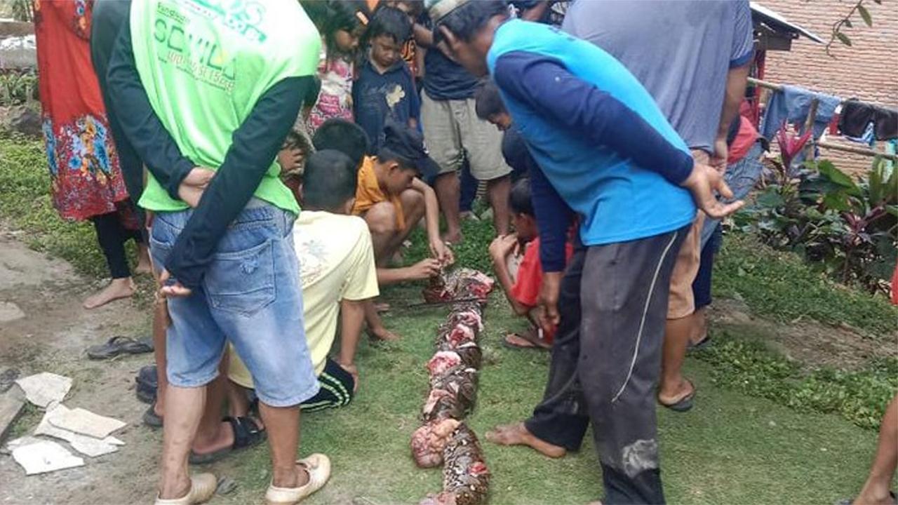 印尼七旬老太遭巨蟒活吞身亡:进肚后又被吐出,家属砍蛇报仇