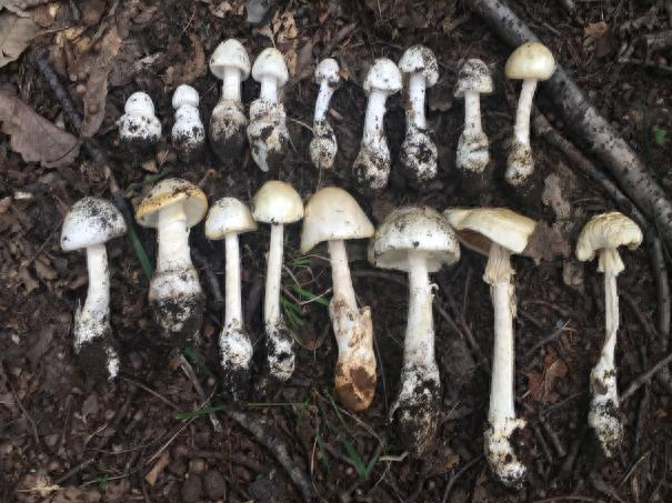 不采不食野生菌!看看北京地区常见毒蘑菇长啥样